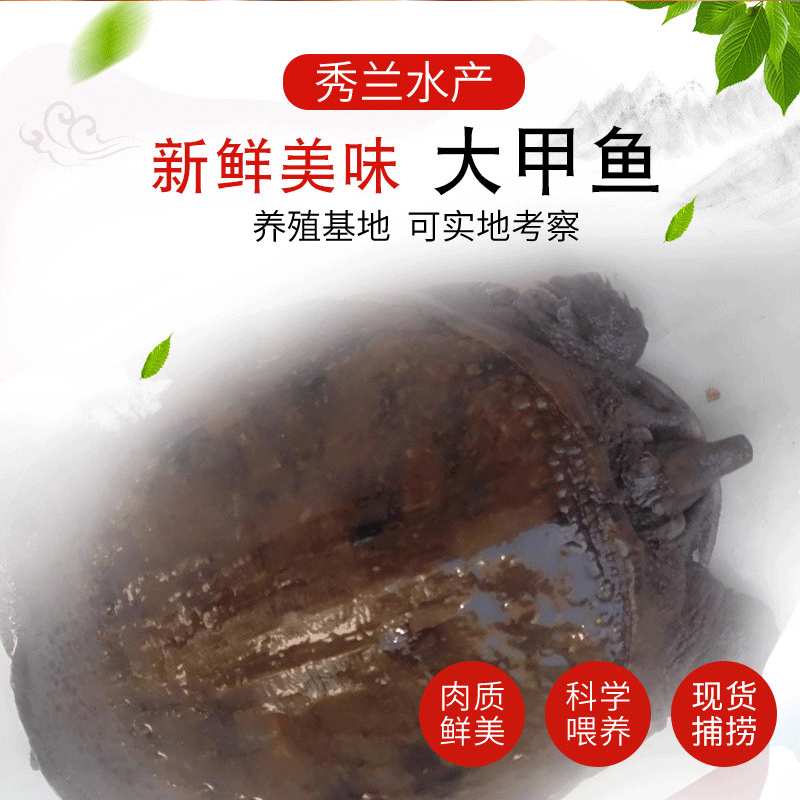 兴化水产大甲鱼野生淡水养殖场甲鱼批发可来电详询量大从优