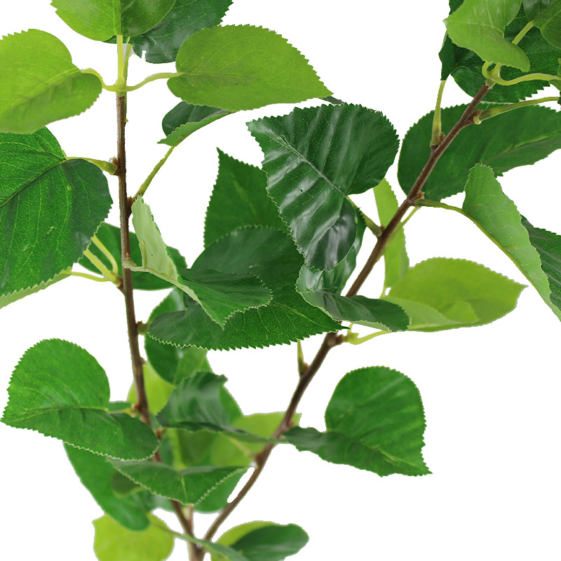 XRB-013苹果二叉枝37叶 (3).jpg