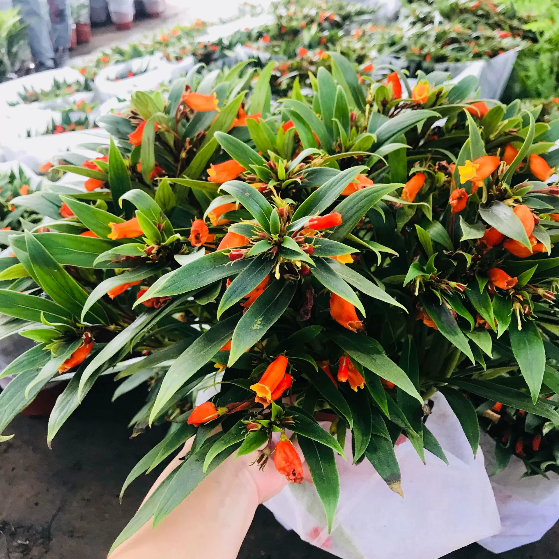 Балконный двор Морозостойкие и хорошие цветы зимой Цветок золотой рыбки Блестящие цветочные растения в горшках с длинными бутонами цветов и множеством растений