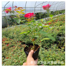 盆栽月季树苗价格 当年开花 价格优惠 红帽子月季小苗