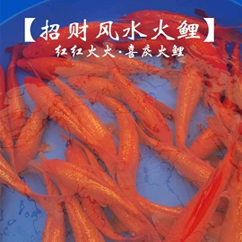 观赏鱼;特种水产;宠物周边用品