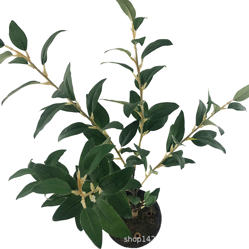 XRB-029 沙枣叶五叉枝 (2).jpg