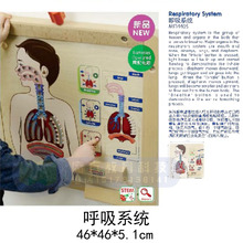 贝思德墙面玩具人体科学呼吸消化系统感官认知板早教儿童墙面游戏