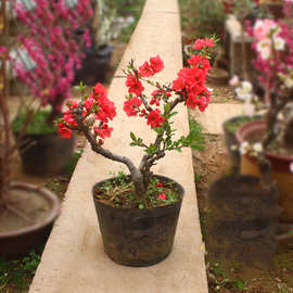 盆栽海棠花价格 最新盆栽海棠花价格 批发报价 价格大全 阿里巴巴
