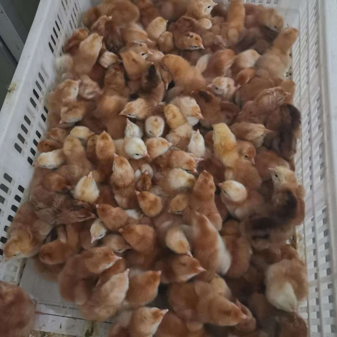 笨鸡苗价格 笨鸡苗批发 笨鸡苗有什么品种