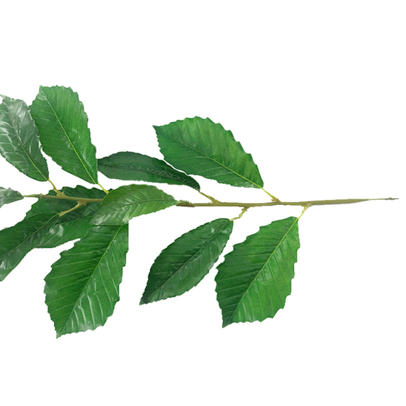 XRB-057 瑞氏榼藤单枝1.jpg