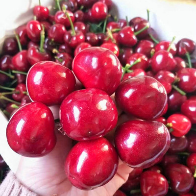 大连美早顺丰包邮2斤暖棚大樱桃车厘子水果非山东烟台一件代发