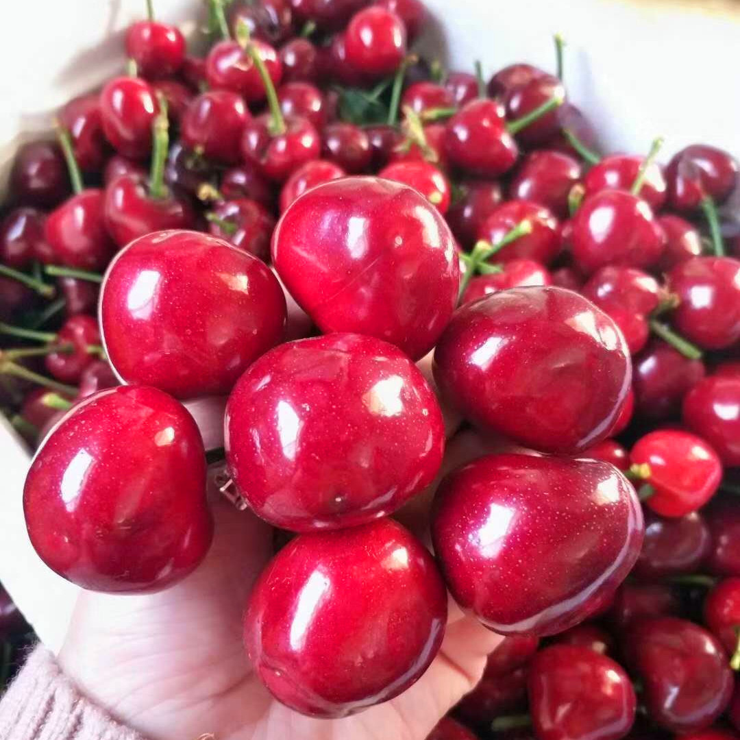 大连美早顺丰包邮2斤暖棚大樱桃车厘子水果非山东烟台一件代发