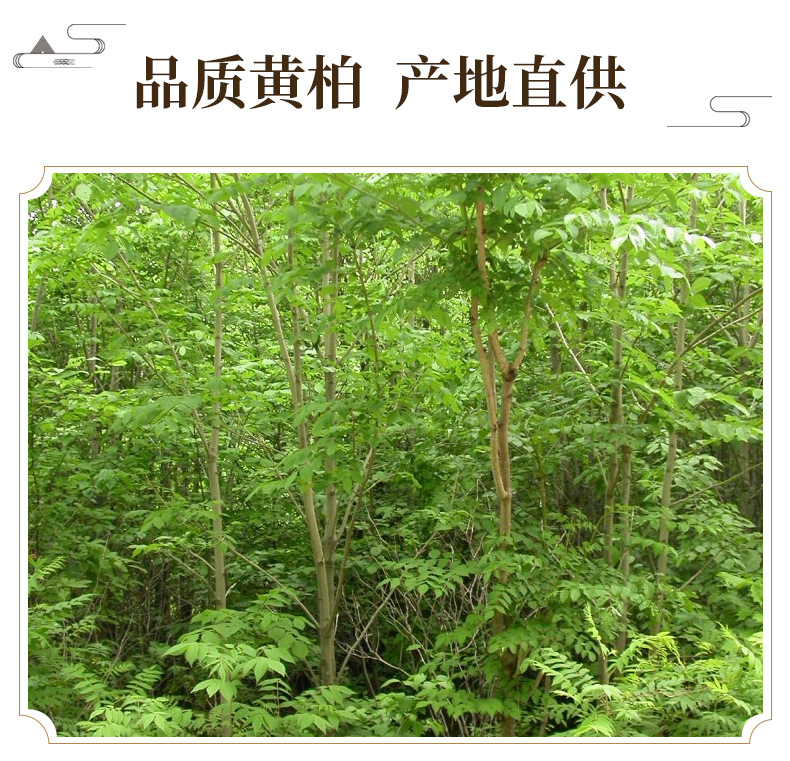 Huang Bai Dried Phellodendron Bark 500g Sichuan Origin TCM Herbal Decoction Pieces key features