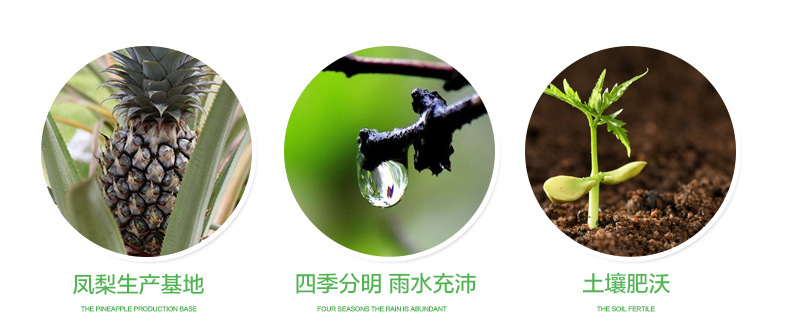 凤梨_07.jpg
