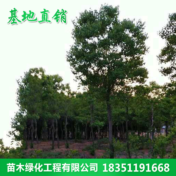 52b682bed8a4f9b561eaa7ddaa9750