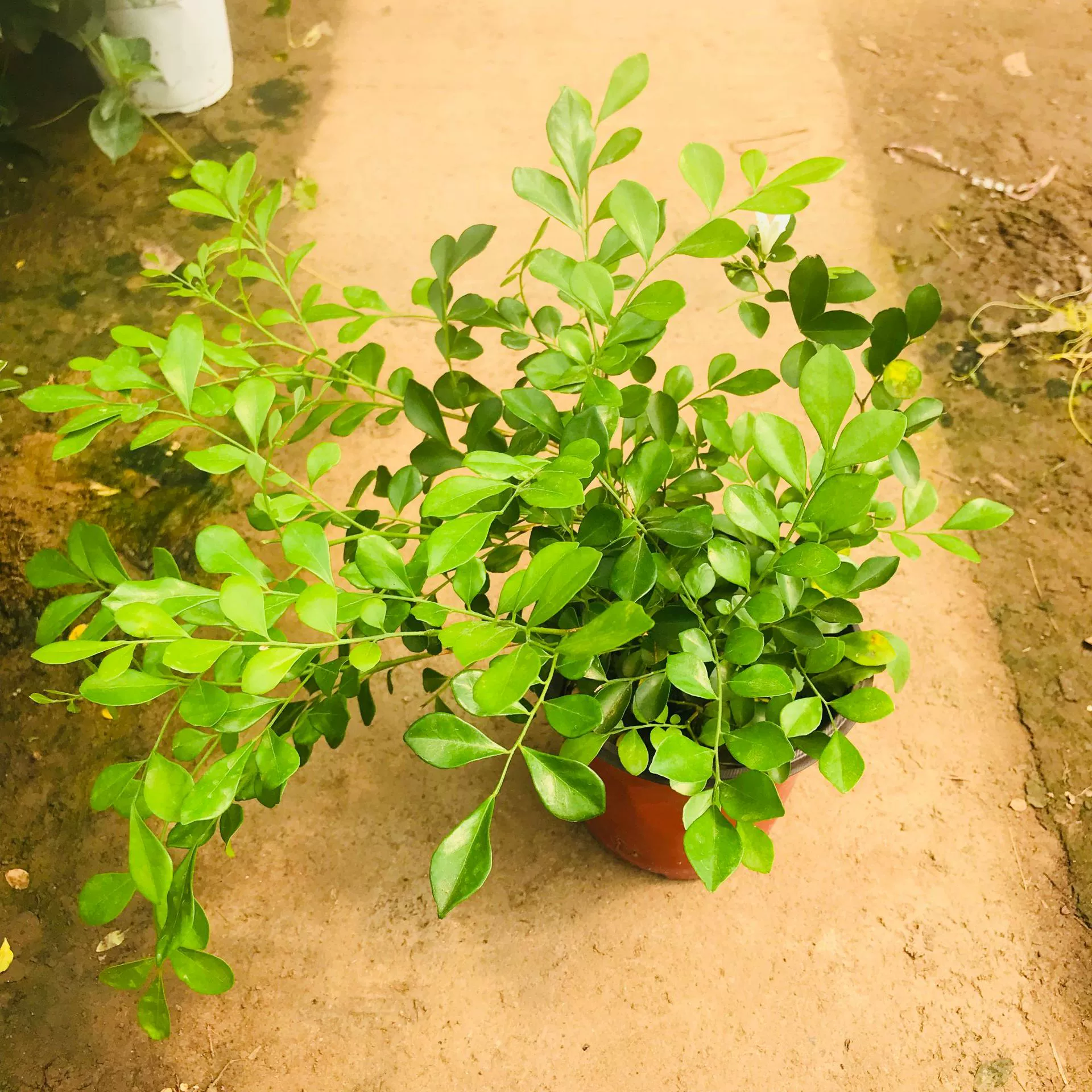 Продажи теплиц Зеленые растения Цветы Маленькие горшечные растения Крытый балкон Зеленые растения Растения мури Очищают воздушные цветковые растения