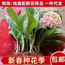 绣球花种 绣球花种品牌 图片 价格 绣球花种批发 阿里巴巴