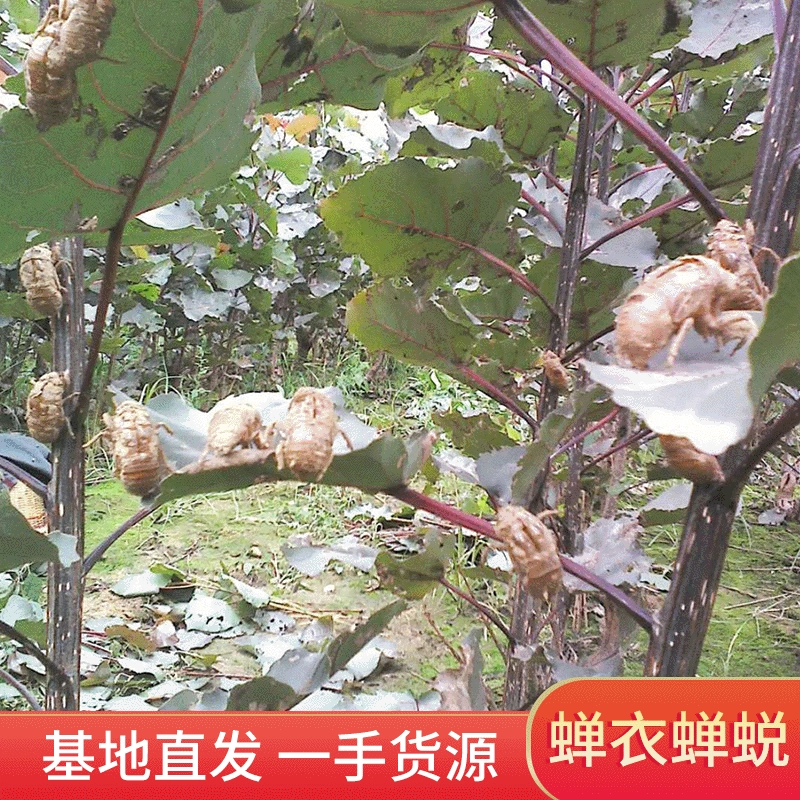 Спотовые поставки цикады китайские лекарственные материалы оптом насекомых и песчаных почвенных групп