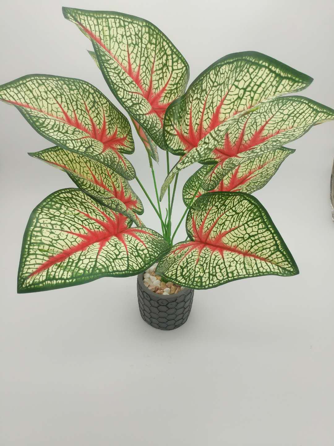 WeChat 圖片_20200708102509