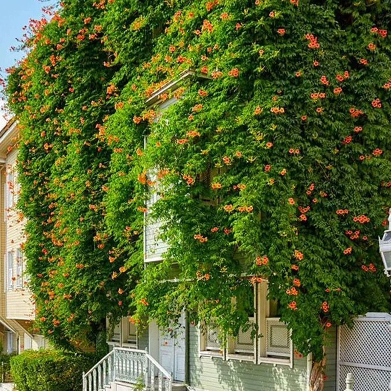 База оптом труба Лиана саженцы Lingxiao саженцы растения вьющиеся лозы быстро цветущие длинные вьющиеся цветы двор вилла озеленение