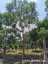 15公分-20公分-25公分-30公分藍花楹批發價格樹苗風景樹景觀樹