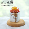 Artificial flower simulation Succulent plants bonsai Plastic Green plant originality Decoration Manufactor Supplying Artificial Flower One piece On behalf of