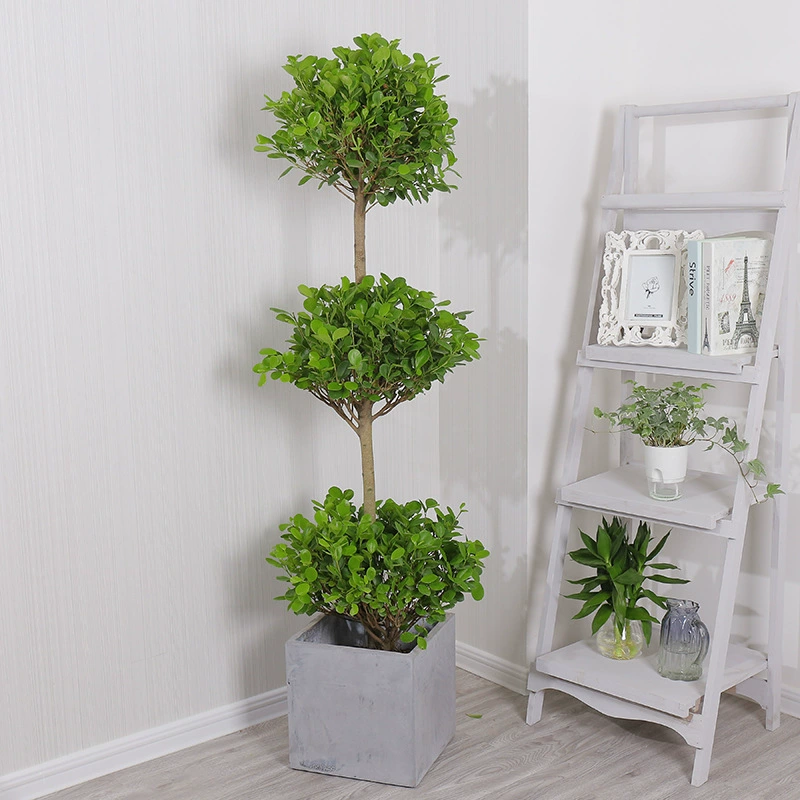 Большой горшок Зеленая посадка Денежное дерево Деньги баньян Гостиная Открытие Денежное дерево Офис Горшечное денежное дерево