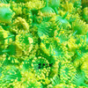 Lotus flower stamens Wettelilium stamen yellow powder with filament net flower material wholesale plastic flower stamens