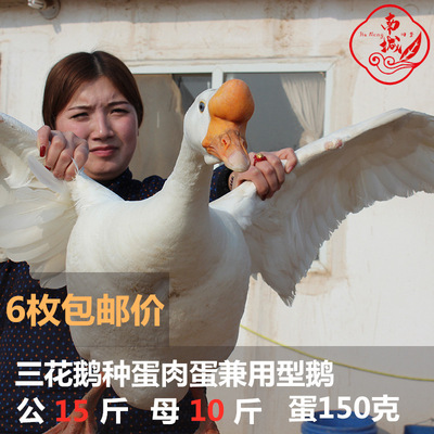 Seed egg Fertilized eggs large Three flowers Taizhou Wulong Fertilized egg Hatch Edan 6