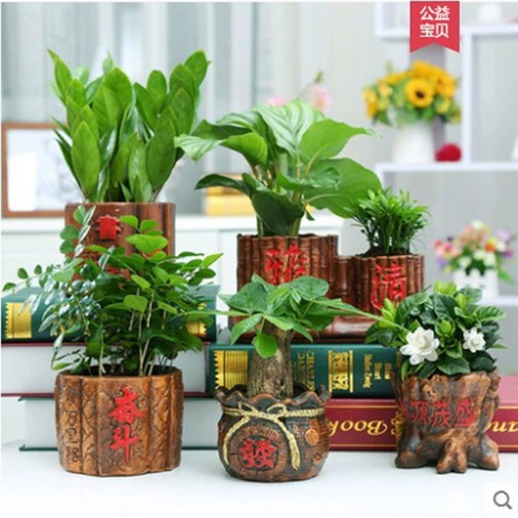 Дерево удачи Офис в горшке Маленький горшок Гардения Банян Внутренняя гостиная Цветочное растение Тигр Пилан Лотос Бамбук
