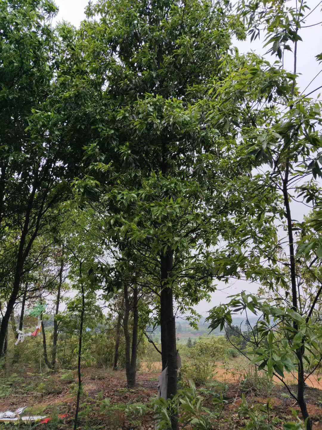 木荷树耐水,木荷树的寓意与风水,耐涝树种(第14页)_大山谷图库