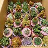 Base direct criticism of cactus cactus, mixed coral stick, Wanzhong Mountain Golden Make Palm In indoor desktop succulent