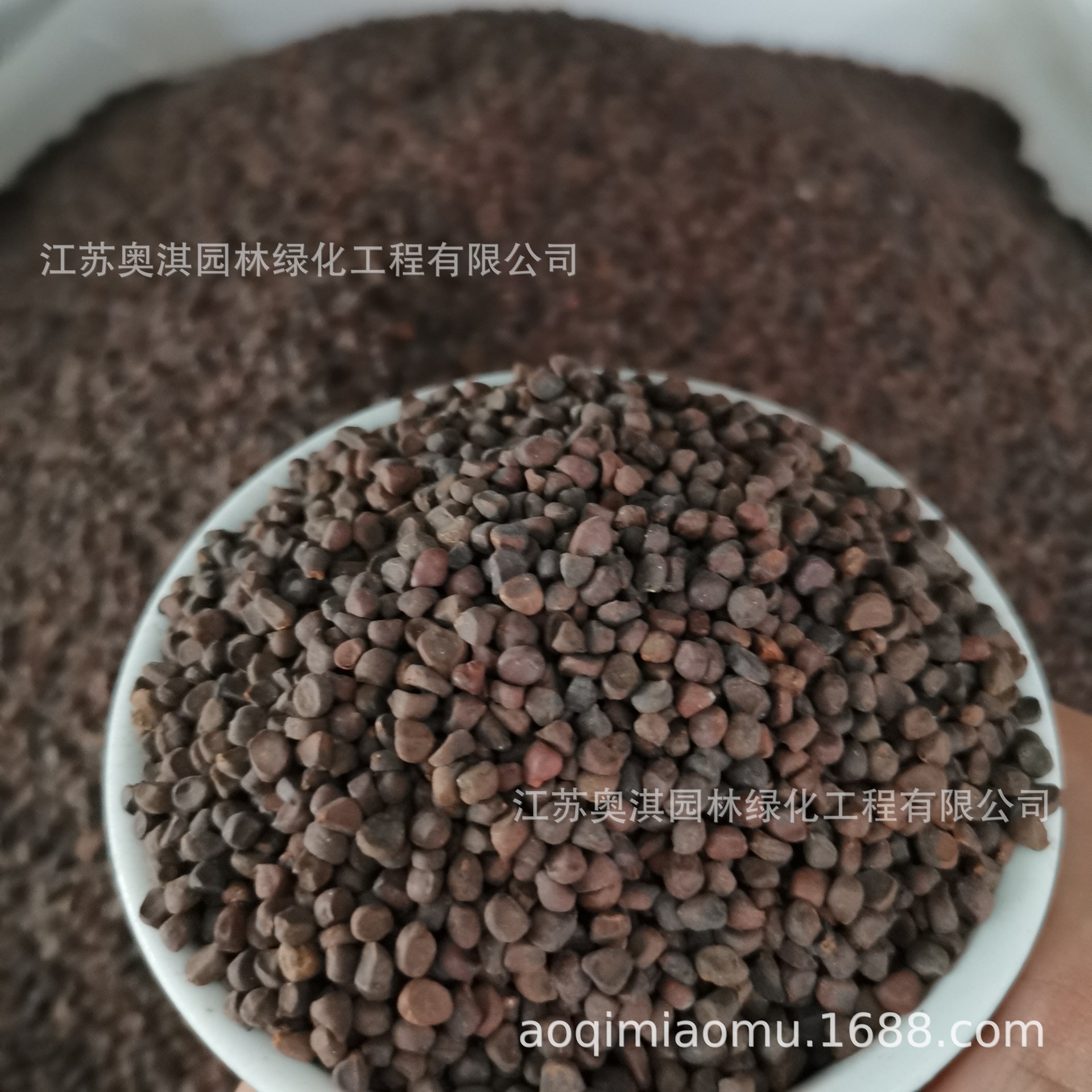 马兰种子观赏马兰花种子马兰头种子野菜种子保质保量货到付款 阿里巴巴