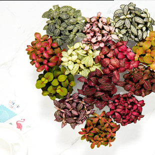 �W�y�����ԾGֲ �W�y�����͟� �^�~�Gֲ�����҃��k�������^΢���^