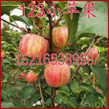 東北 123果樹苗 123沙果 123小蘋果樹苗 沙果苗 南北方種植海棠果