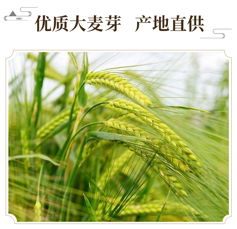 Dried Barley Malt Sprout Mai Ya 大麦芽 500g Whole Dried Sprouted Barley for Herbal Tea and Decoction overview