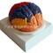 正品醫學大腦模型 大腦功能分區 皮層分區 人體腦解剖 腦色分模型