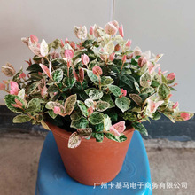 基地直批｜花叶络石盆栽彩叶黄金络石植株吊兰植物耐热耐寒花卉
