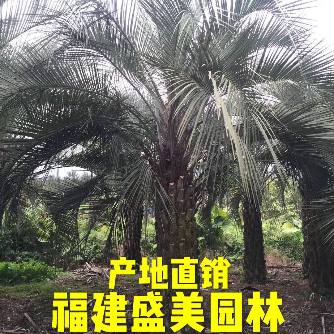福建布迪椰子基地 布迪椰子图片 5米高布迪椰子 江苏布迪椰子树