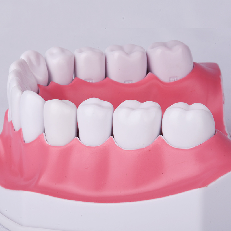 생산 구강 관리 치아 모델 어린이 조기 교육 칫솔질 시연 하부 치아 분리 가능 2 배 큰 유치원 교육 브러시