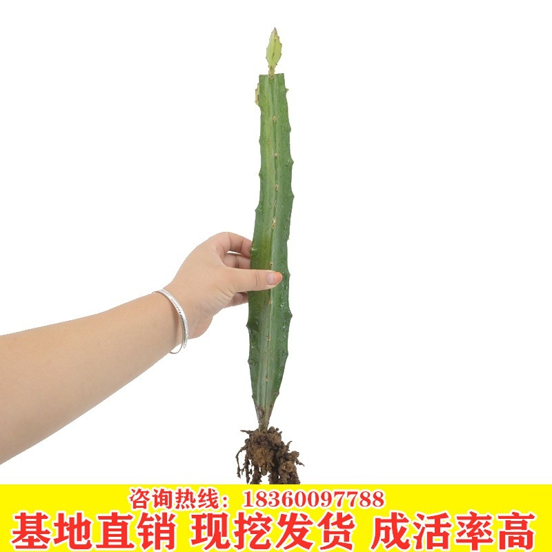 Red meat dragon fruit Potted plant Fruit tree seedlings Red pitaya Sapling Planted courtyard plant Then Result