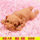 Super cute dumplings pinching music decompression toy decompression vent toy vent ball large animal online celebrity dog