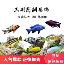 中型淡水觀賞魚 中型淡水觀賞魚批發 促銷價格 產地貨源 阿里巴巴 中型淡水觀賞魚 中型淡水觀賞魚批發 促銷價格 產地貨源 阿里巴巴