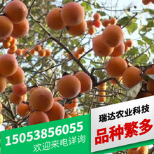 山东瑞达农业销售磨盘柿子树苗 品种多型号全嫁接日本甜脆柿子苗
