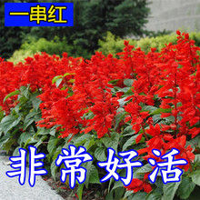 批发一串红种子春秋播多年生阳台庭院盆栽一串蓝花苗象牙红串串红