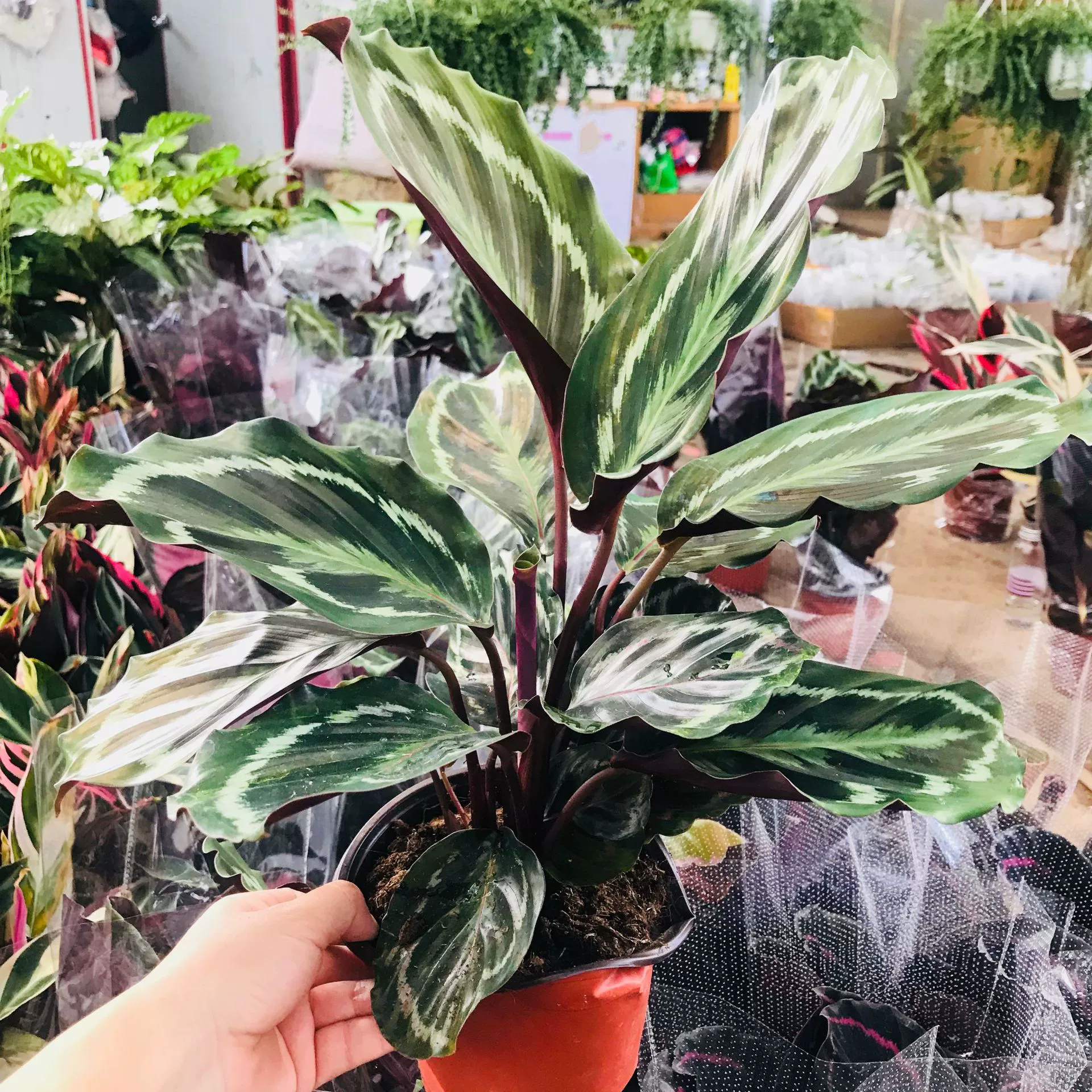 Оптовые продажи зеленых растений горшечные растения Крытая гостиная балкон большая листовая Радужная Маранта вечнозеленые листья горшечные растения