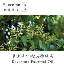 马达加斯加野生罗文莎叶精油 Ravensara桉油樟单方精油 10ML起订