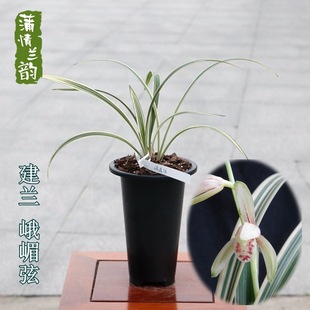 Орхидея саженцы Emei String Jianlan Four Seasons Orchid Double Flow