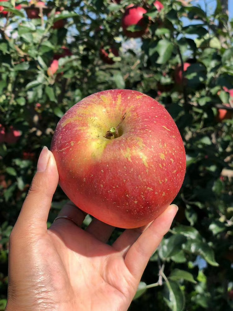 云南昭通丑苹果冰糖心新鲜采摘|ms