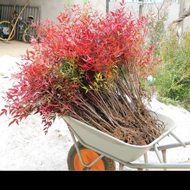 盆栽;种子;园林果树