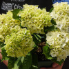 Flower seeds wholesale (geranium flower seeds) foreign hydrangea seed seeds mixed color hydrangea seeds blooming in four seasons