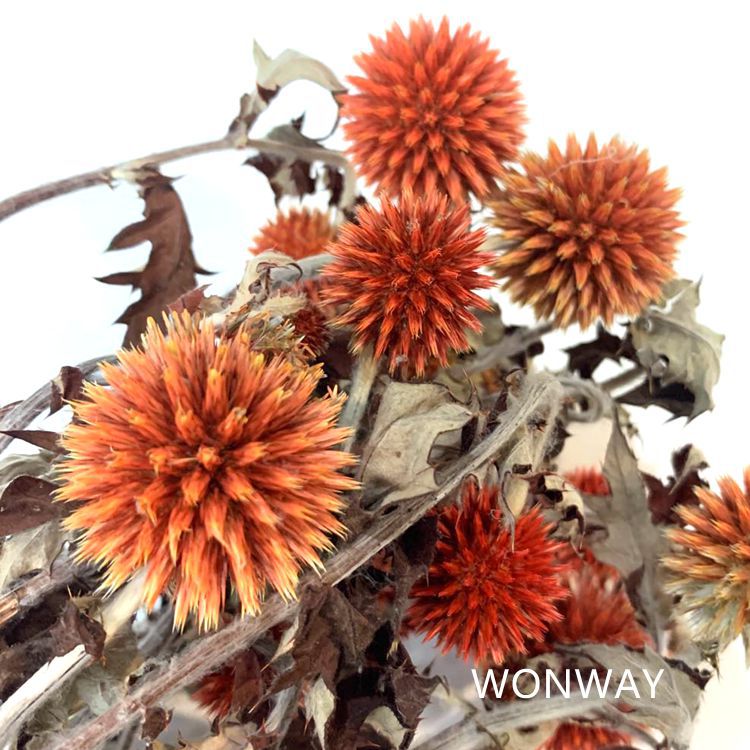 微信图片_20200226144244_副本