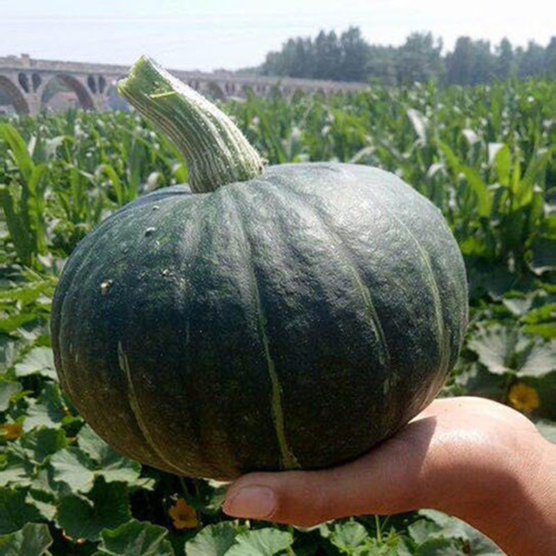 沙漠板栗南瓜9斤 新鲜蔬菜宝宝辅食板栗味南瓜非贝贝南瓜包邮代发|ms