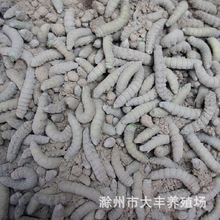 养殖昆虫常年供应大豆地里生长的大青虫豆天娥冻品 冻豆虫